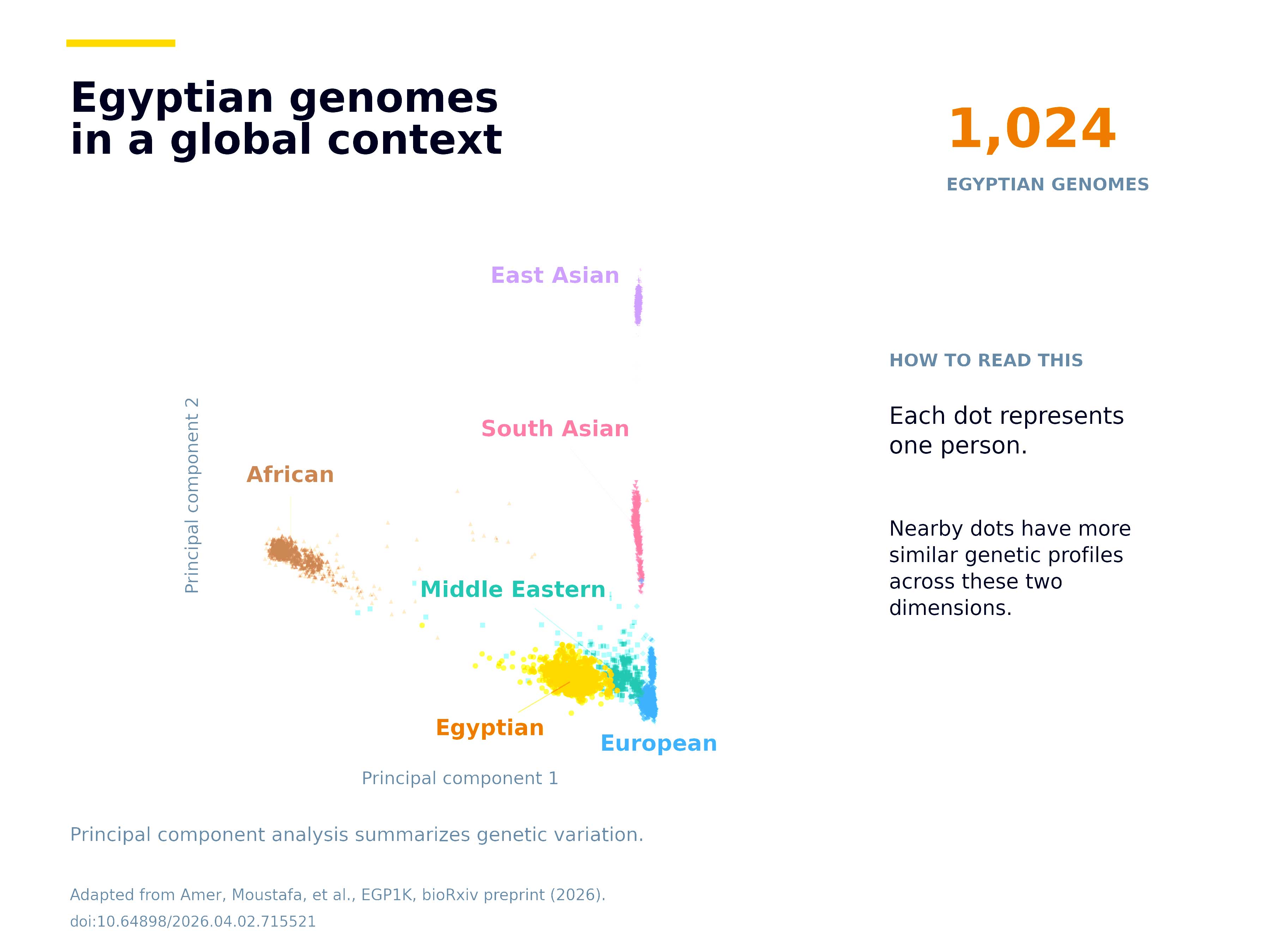 Egyptian Genomes in a global context. A chart with the x axis labeled "Principal component 1" and y axis as "Principal component 2." The chart is labeled "Principal component analysis summarizes genetic variation." East Asian is highest and furthest to the right, with South Asian underneath, followed by Middle Eastern and European. Egyptian is just to the left of Middle Eastern and European, and African is far to the left. There are 1,024 Egyptian genomes and each dot on the chart represents a person.