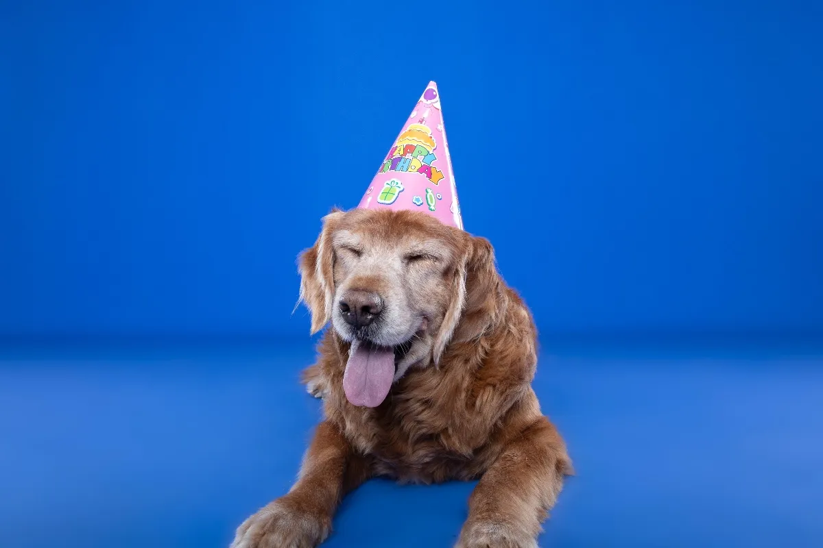 Golden retriever wearing a pink birthday hat with tongue out sitting on a blue background