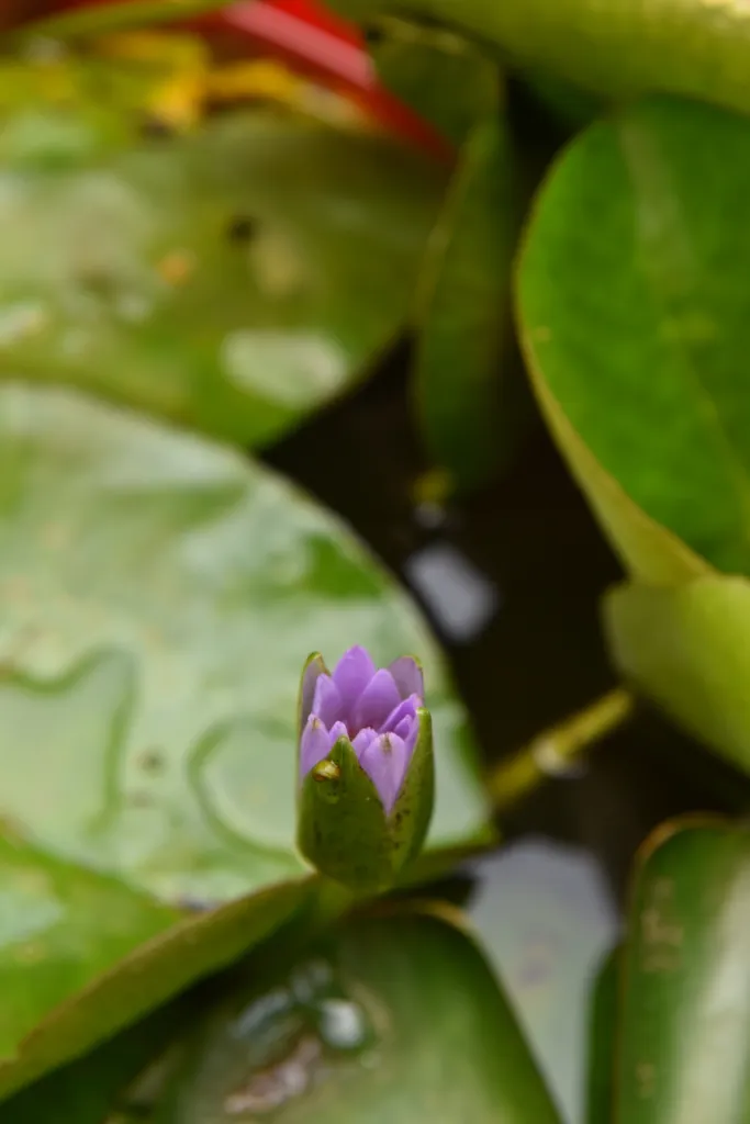 Close-up shot of a lotus flower