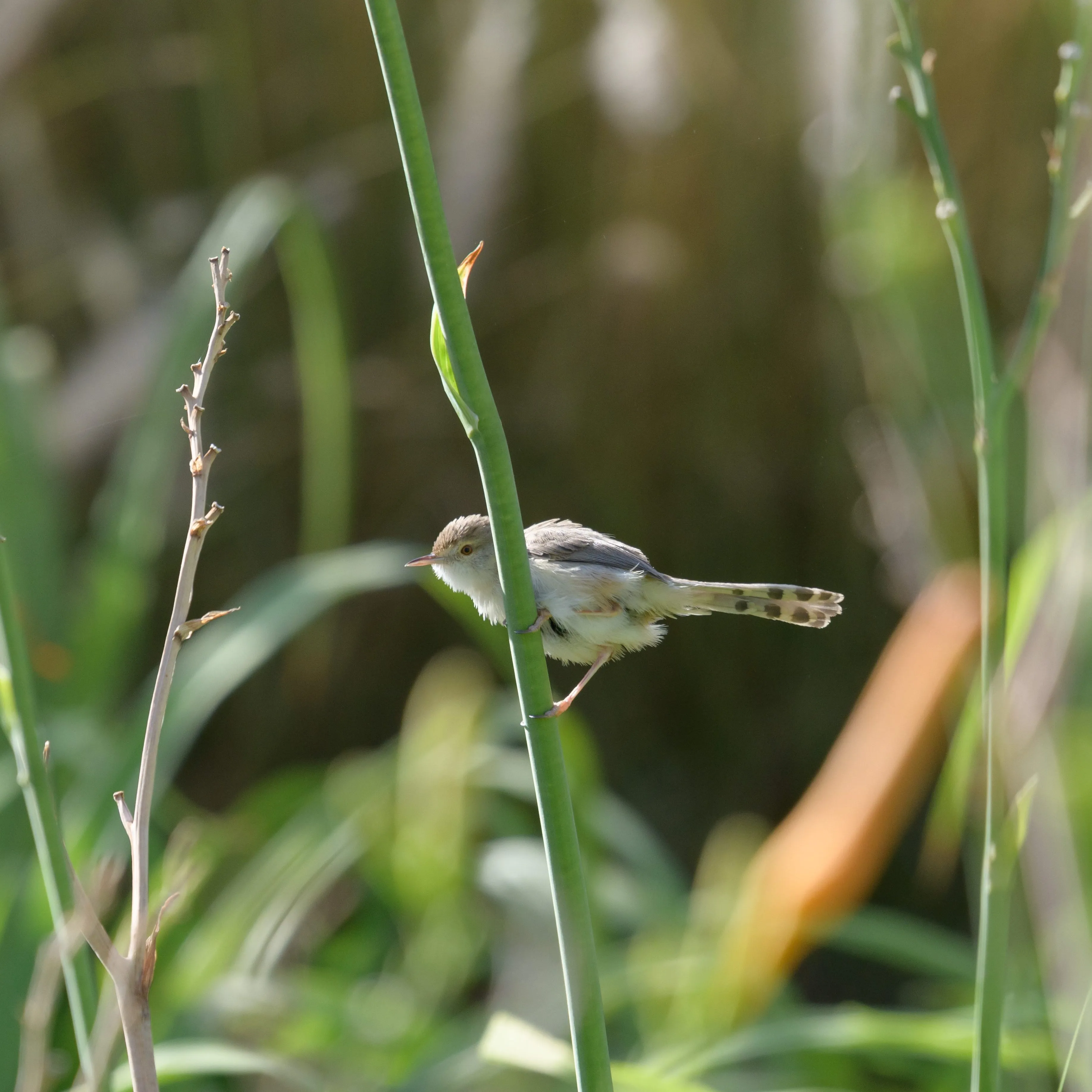 bird perches on a stick