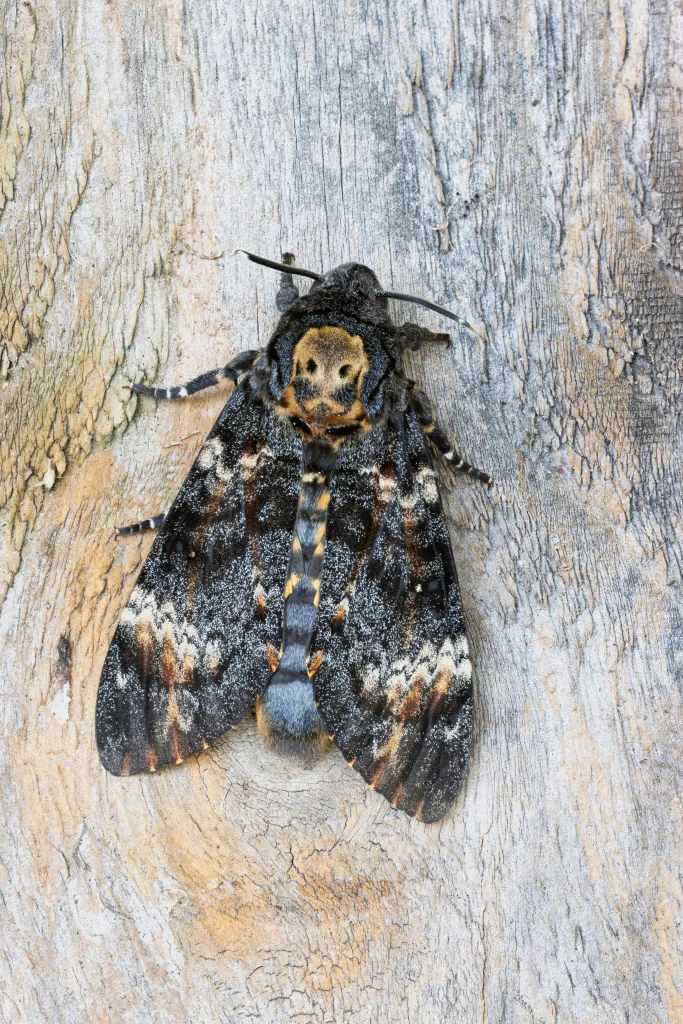 A large Hawk moth at rest on old timber, it has a skull-like marking on its thorax and has the ability to squeak when alarmed