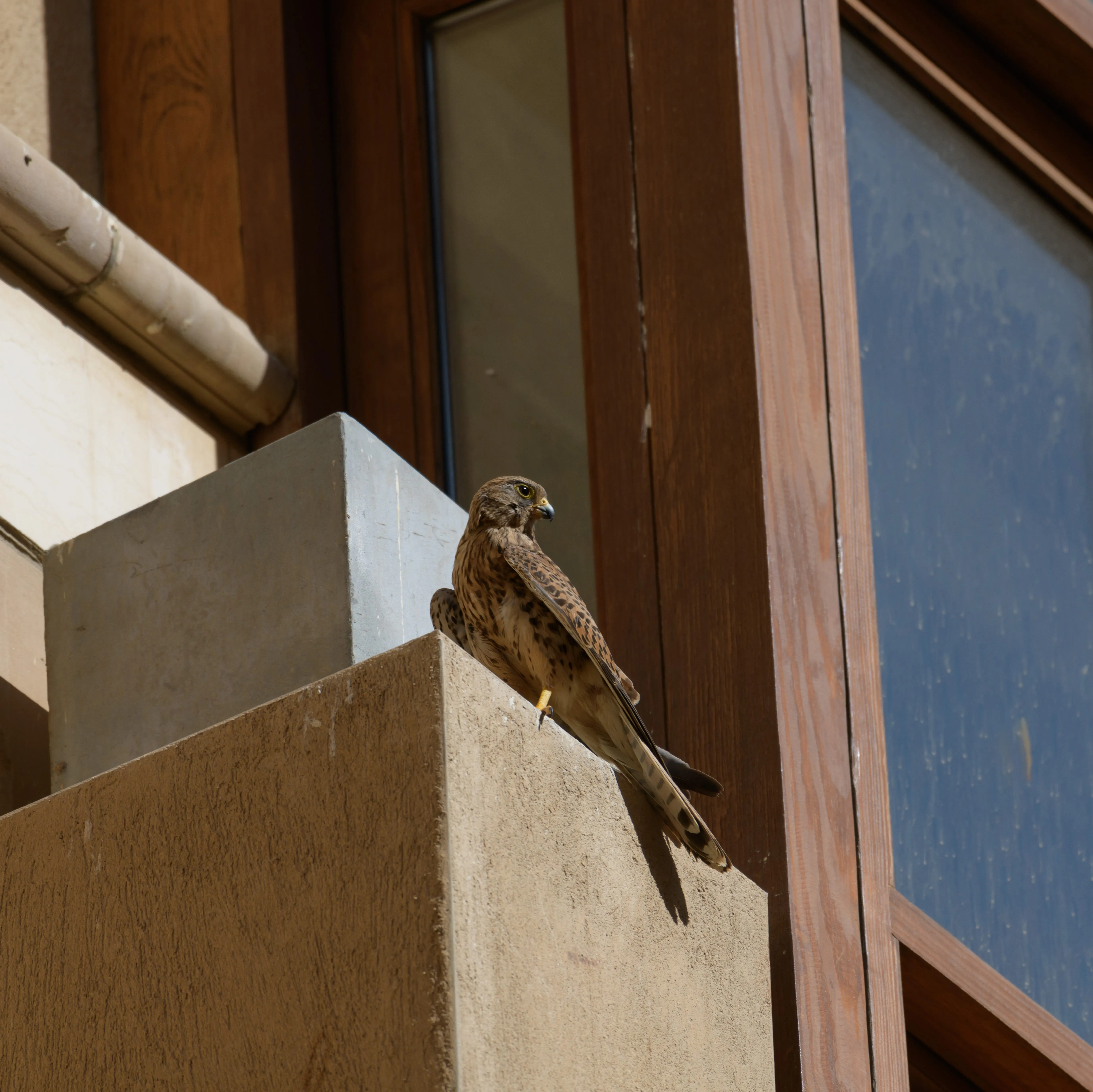 a kestrel perches on the window sill of a building at AUC New Cairo
