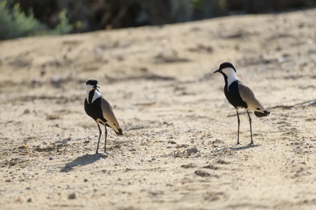 two birds standing next to each other