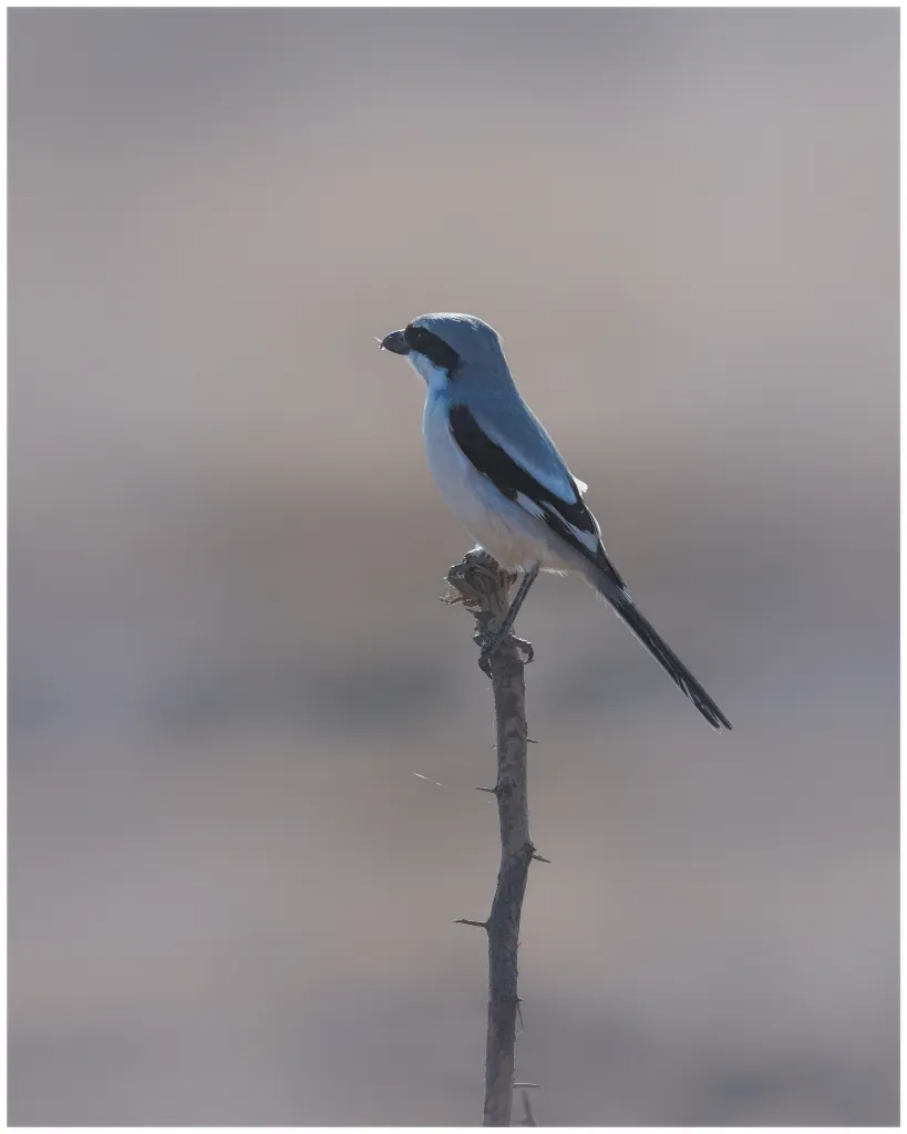 bird stands on the top of an upright branch
